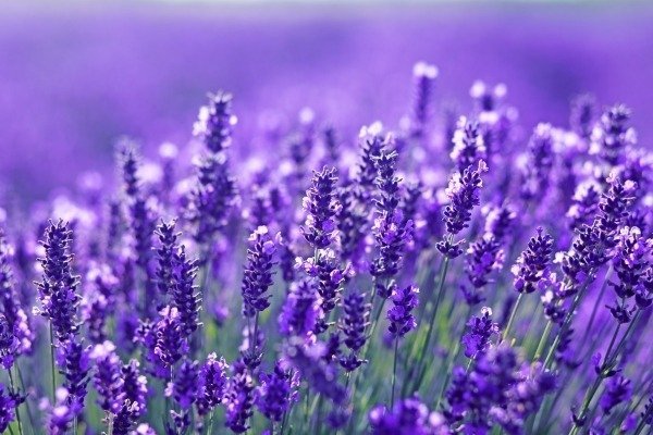 عکس گل اسطوخودوس بنفش خوشگل برای پروفایل