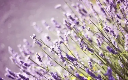  عکس گل اسطوخودوس بنفش خوشگل برای پروفایل