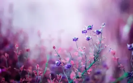  عکس گل اسطوخودوس بنفش خوشگل برای پروفایل