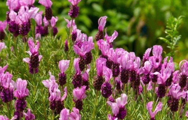  عکس گل اسطوخودوس بنفش خوشگل برای پروفایل