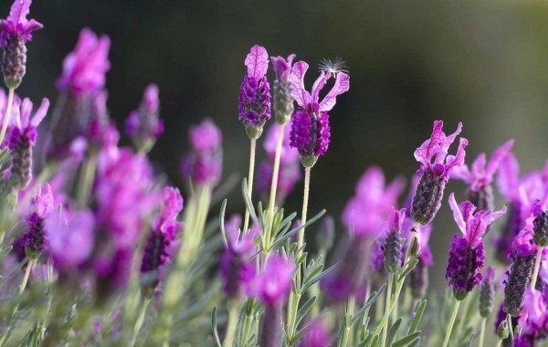  عکس گل اسطوخودوس بنفش خوشگل برای پروفایل