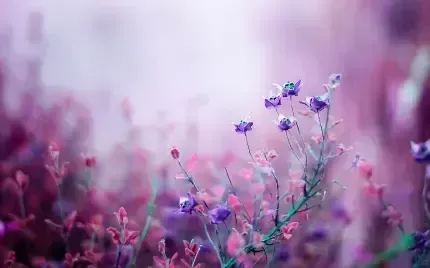  والپیپر گل اسطوخودوس برای گوشی آیفون