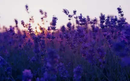  والپیپر گل اسطوخودوس برای گوشی آیفون