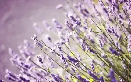  والپیپر گل اسطوخودوس برای گوشی آیفون