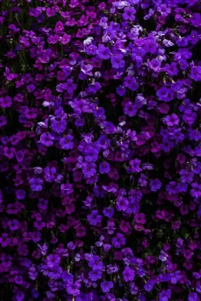  والپیپر گل اسطوخودوس برای گوشی آیفون