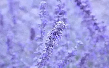  والپیپر گل اسطوخودوس برای گوشی آیفون