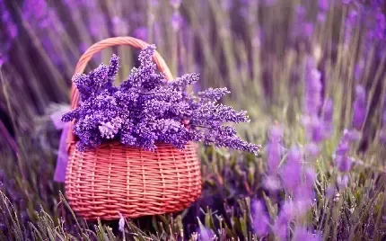  والپیپر گل اسطوخودوس برای گوشی آیفون