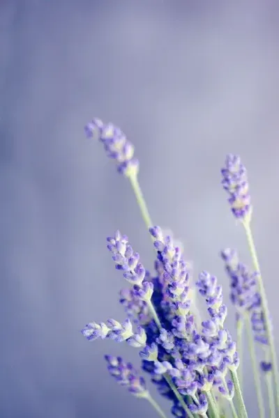  والپیپر گل اسطوخودوس برای گوشی آیفون