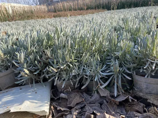عکس برگ گیاه اسطوخودوس