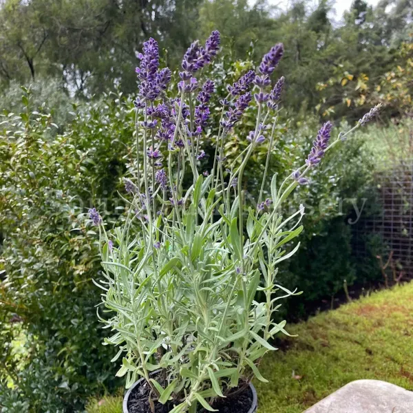  عکس برگ گیاه اسطوخودوس