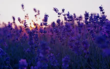  عکس برگ گیاه اسطوخودوس
