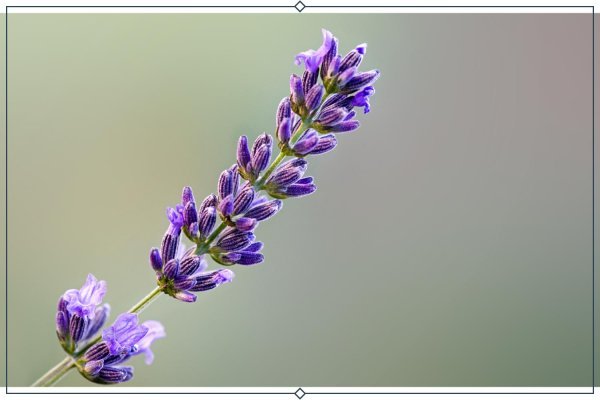  عکس پس زمینه زیبا از گل اسطوخودوس برای لپ تاپ