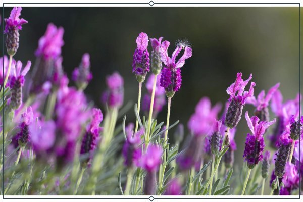  عکس پس زمینه زیبا از گل اسطوخودوس برای لپ تاپ