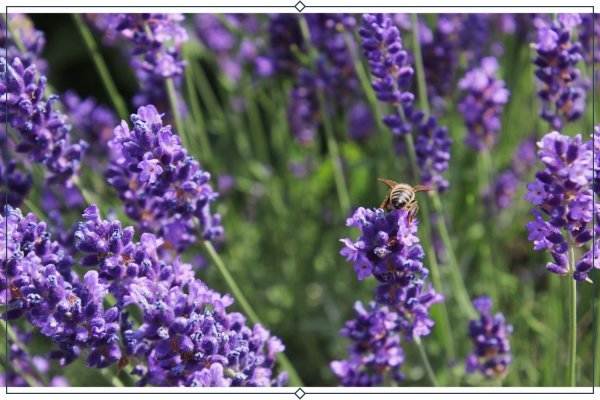  عکس پس زمینه زیبا از گل اسطوخودوس برای لپ تاپ