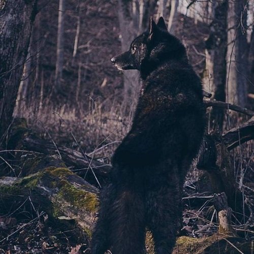  عکس گرگ سیاه خفن برای پروفایل