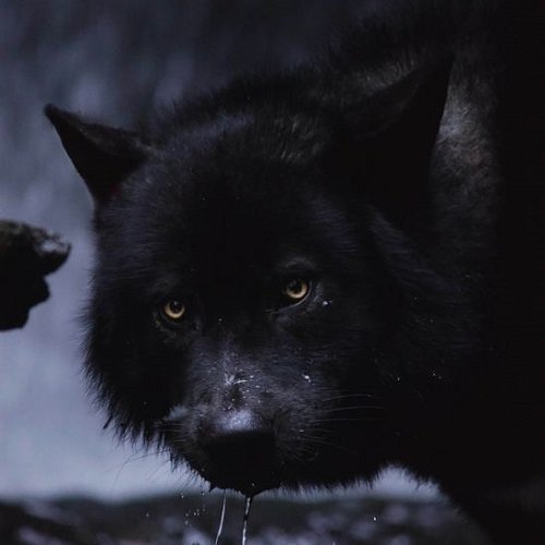  عکس گرگ سیاه ترسناک با چشم قرمز