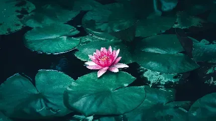  دانلود عکس گل