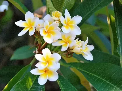  دانلود عکس گل