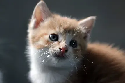 25 عکس گربه کوچولو