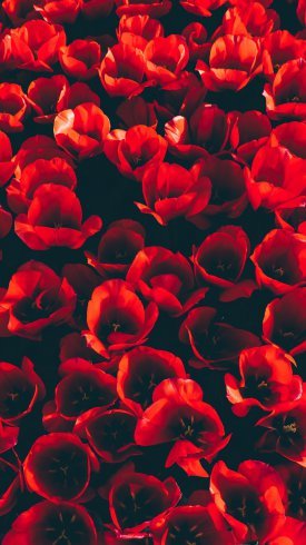  تصاویر زیبای گل برای پس زمینه موبایل