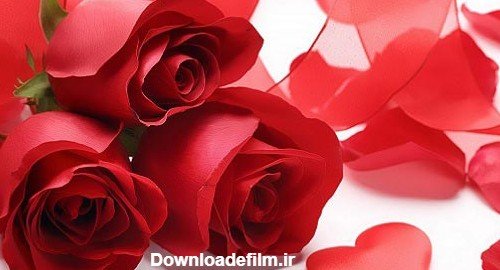  عکس دسته گل عاشقانه