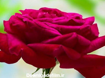  عکس دسته گل عاشقانه