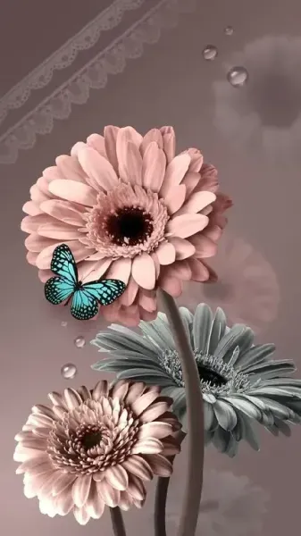  عکس گل و پروانه صورتی