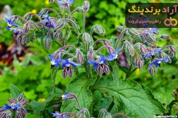  عکس های گل گل گاوزبان