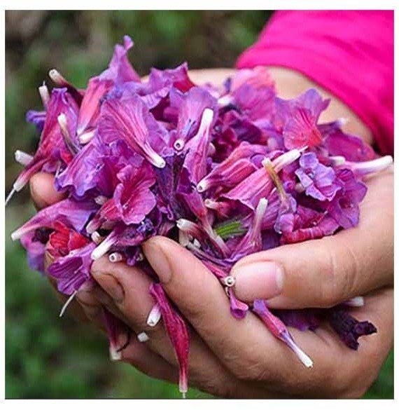 عکس های گل گل گاوزبان