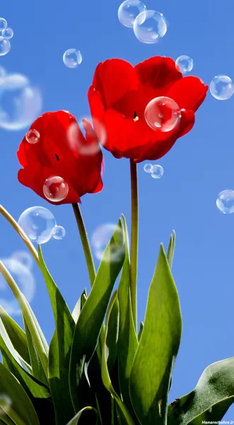  عکس سه بعدی گل