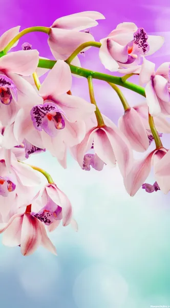  عکس سه بعدی گل