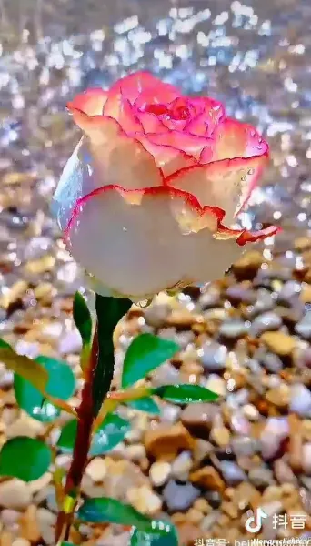  عکس سه بعدی گل رز