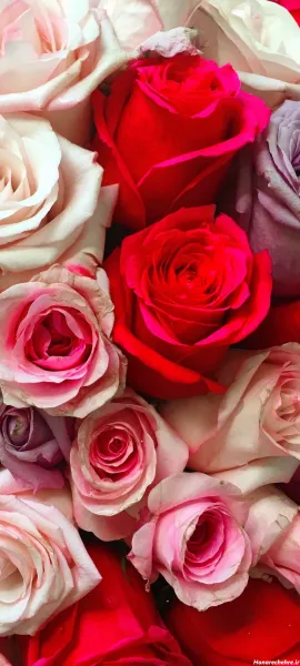  عکس سه بعدی گل رز