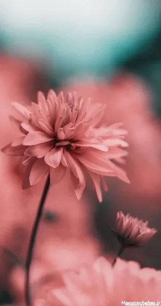  عکس سه بعدی گل رز