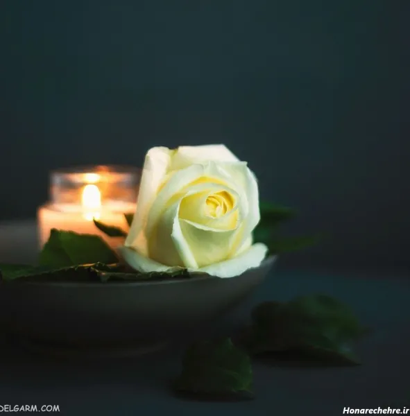  عکس سه بعدی گل رز