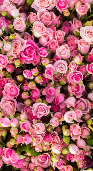  عکس سه بعدی گل رز
