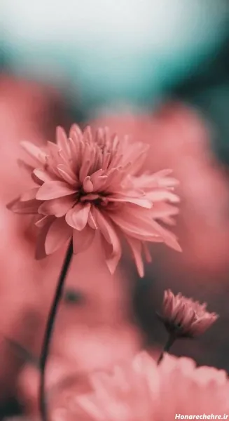  عکس گل سه بعدی برای پروفایل
