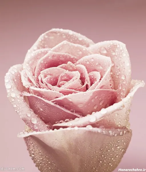  عکس گل سه بعدی برای پروفایل