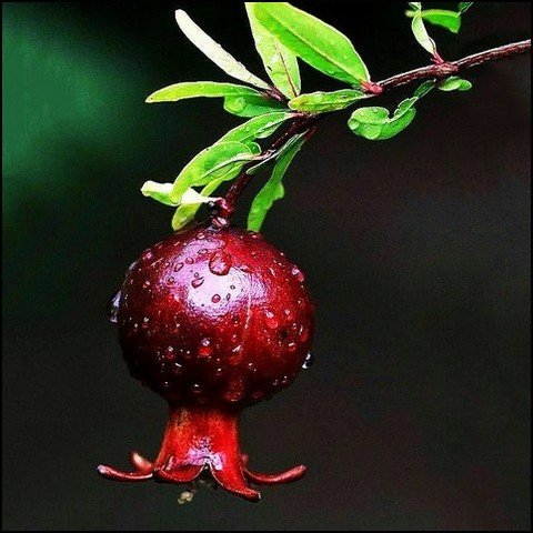  دانلود عکس انار