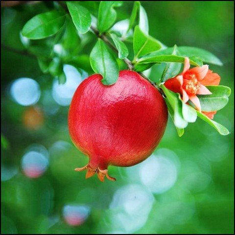  دانلود عکس انار