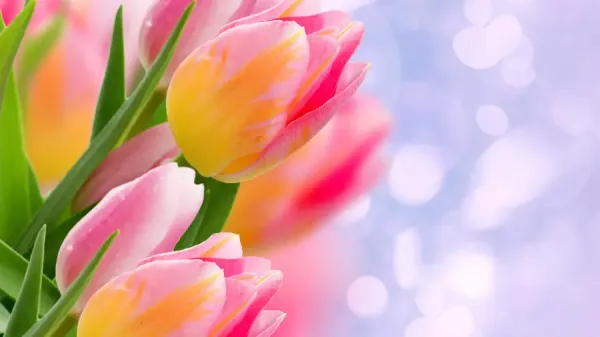  دانلود مجموعه والپیپر 4k برای کامپیوتر