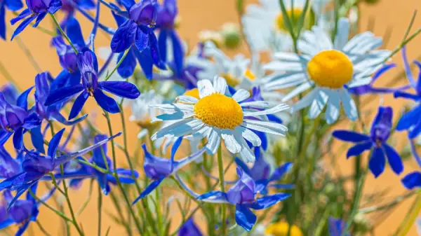  دانلود مجموعه والپیپر 4k برای کامپیوتر