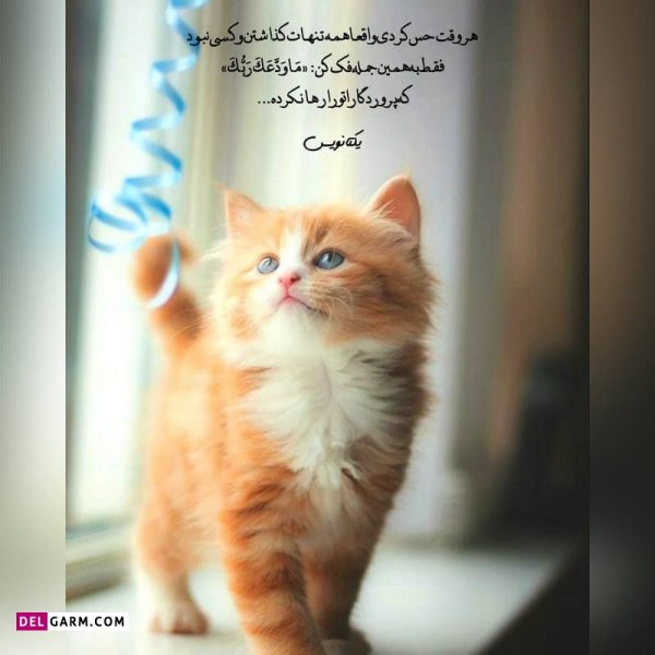  دانلود عکس پروفایل واتساپ