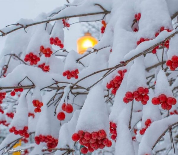  دانلود عکس زمستانی