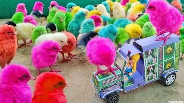 عکس جوجه رنگی برای والپیپر