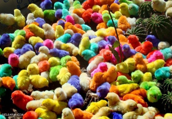  عکس های جوجه رنگی بامزه