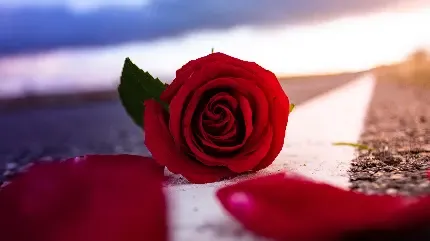  عکس دسته گل رز قرمز برای کادو ولنتاین