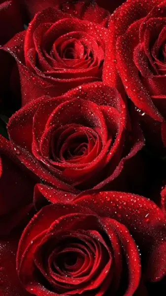  عکس دسته گل رز قرمز برای کادو ولنتاین