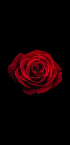  عکس دسته گل رز قرمز برای کادو ولنتاین