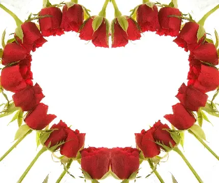  عکس دسته گل رز قرمز برای کادو ولنتاین